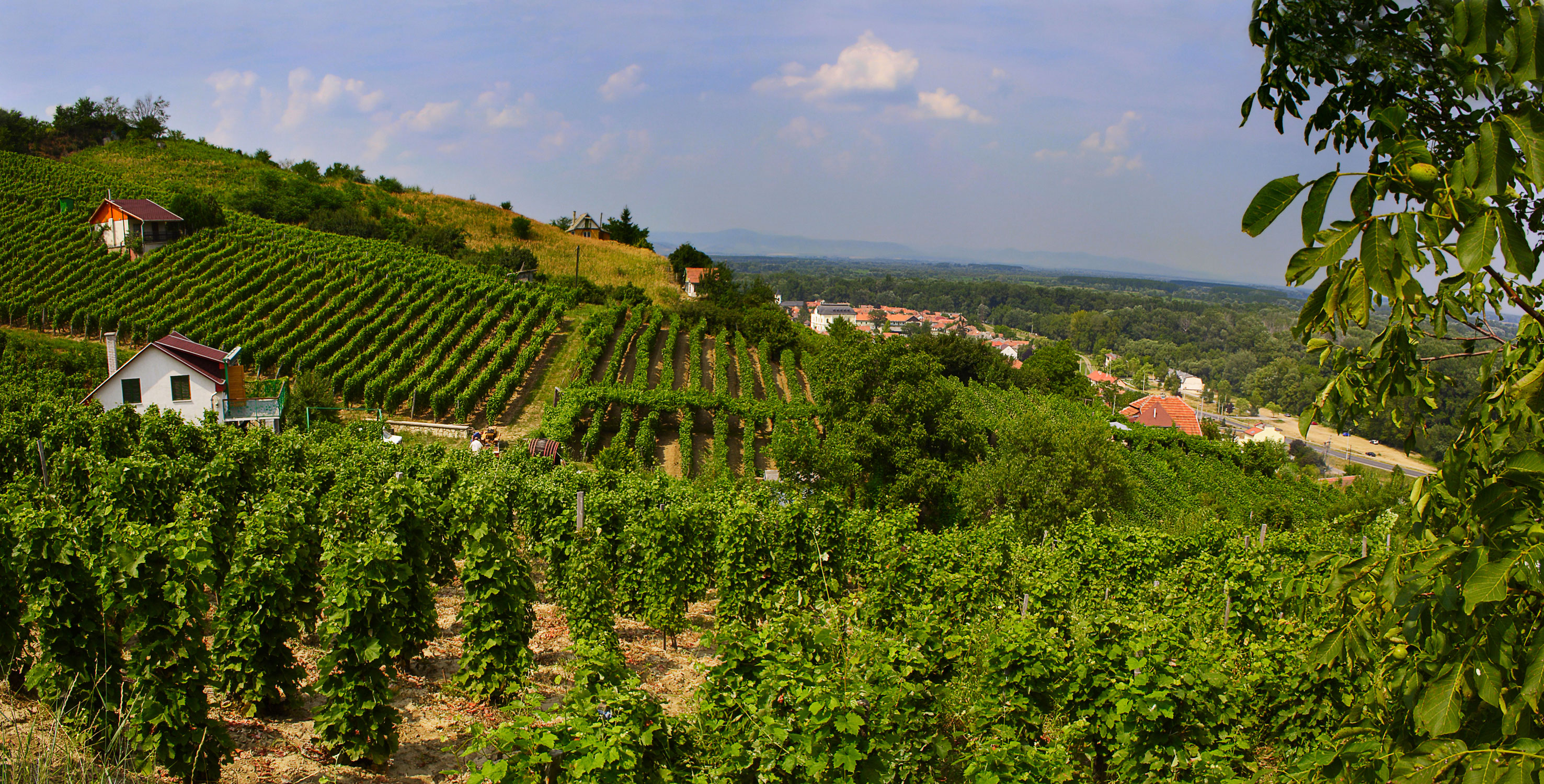 Hungary is Europe’s Next Top Wine Destination No One Knows About
